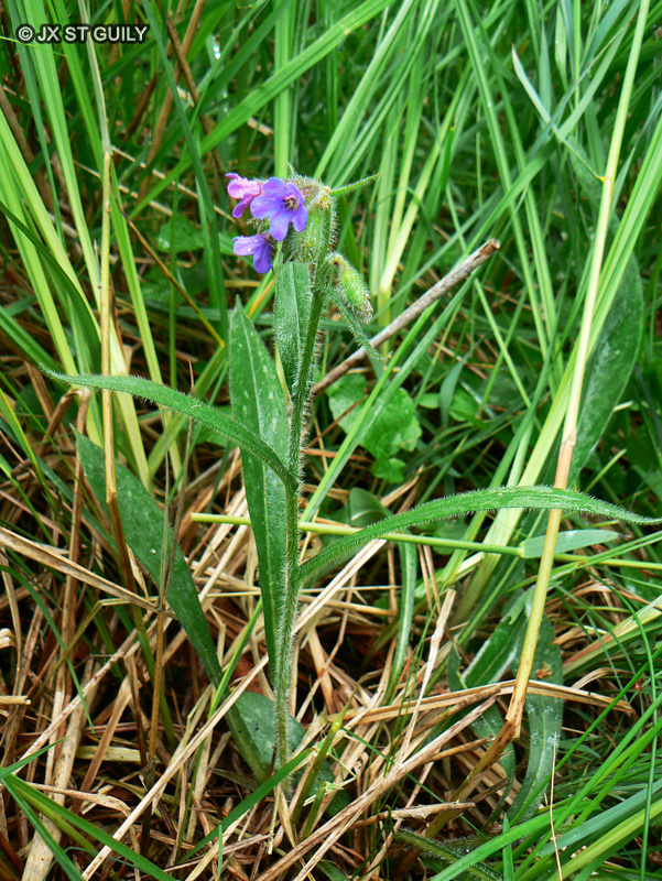 Boraginaceae - Pulmonaria longifolia - Pulmonaire &agrave; longues feuilles