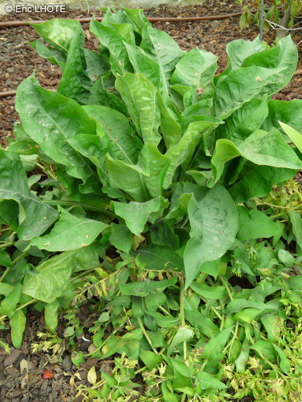 Boraginaceae - Pulmonaria mollissima, Pulmonaria mollis ssp. Mollissima, Pulmonaria media - Pulmonaire
