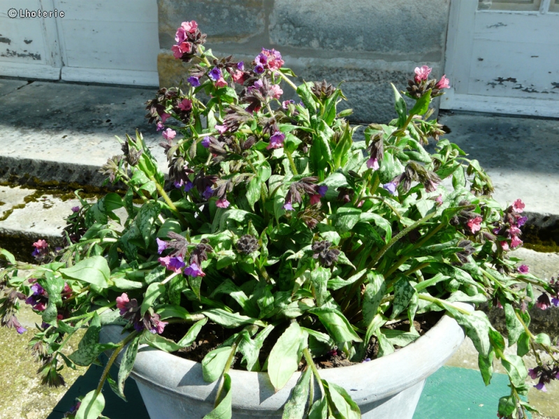 Boraginaceae - Pulmonaria saccharata Sylver Bouquet - Pulmonaire saupoudrée