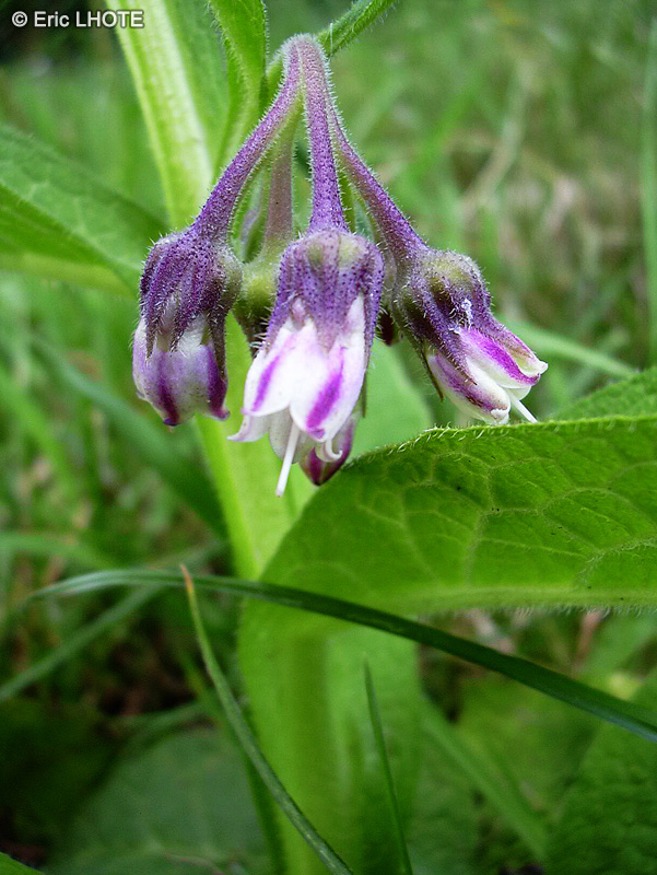  - Symphytum officinale - 