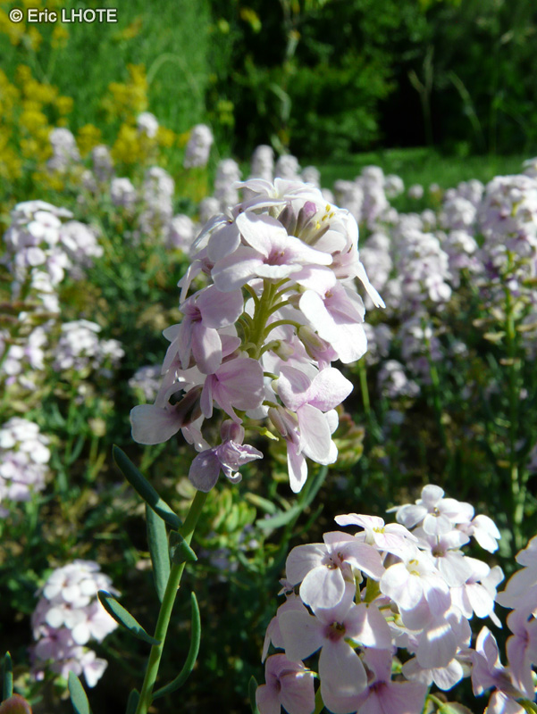  - Aethionema grandiflorum - 