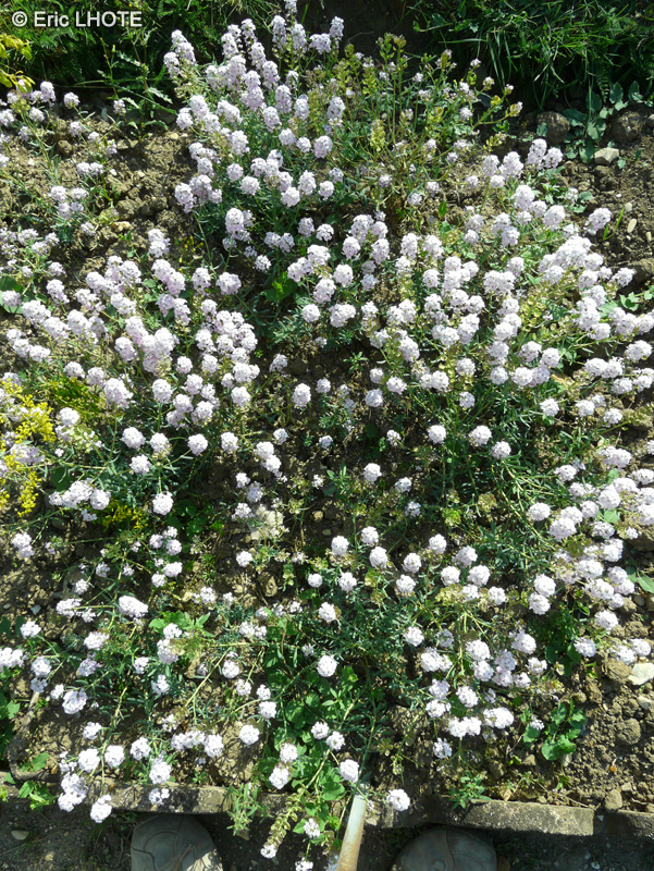 Brassicaceae - Aethionema grandiflorum - Aethionema