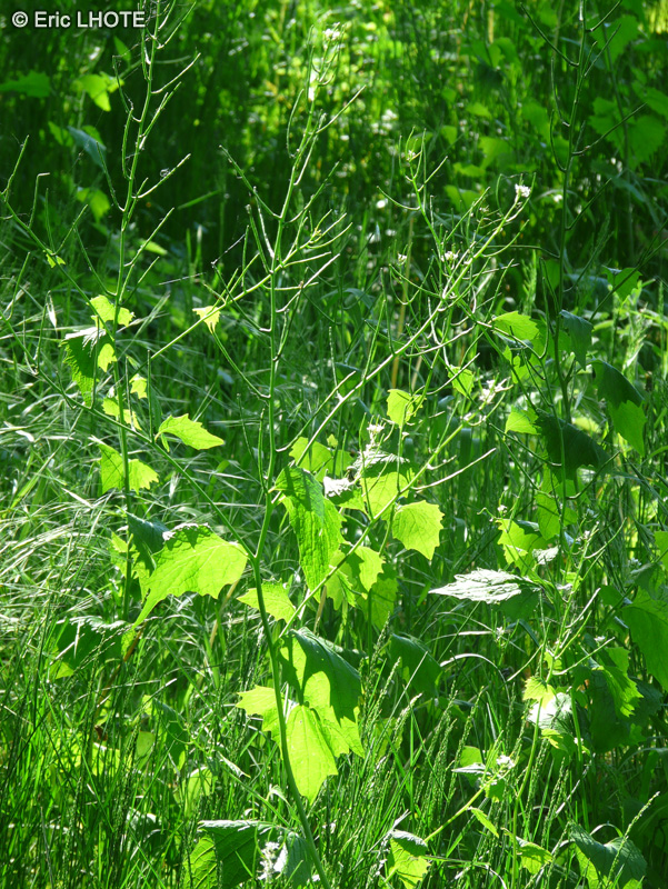  - Alliaria petiolata - 