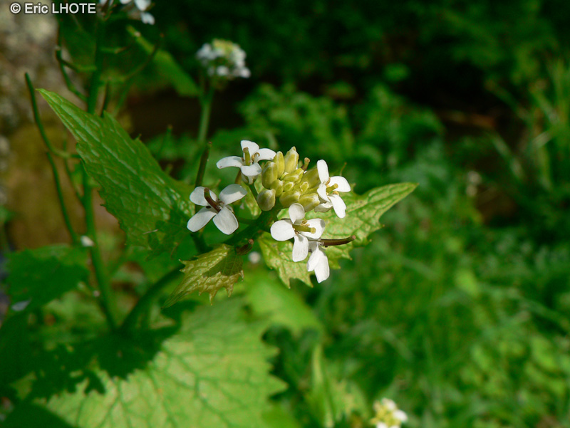  - Alliaria petiolata - 