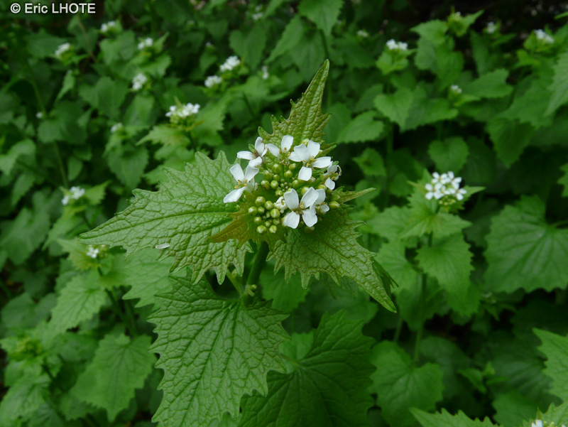  - Alliaria petiolata - 