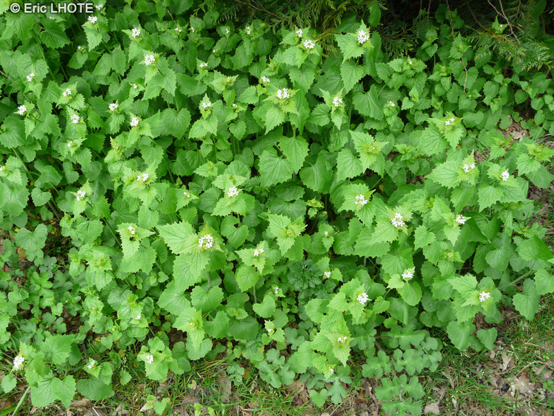  - Alliaria petiolata - 