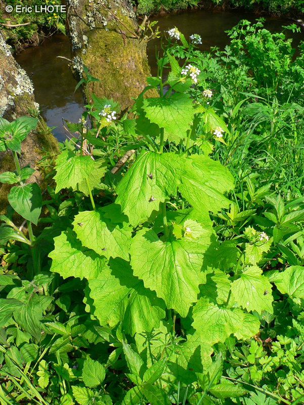  - Alliaria petiolata - 