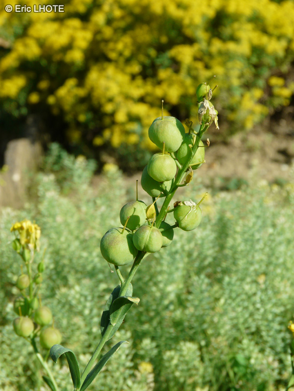  - Alyssoides utriculata - 