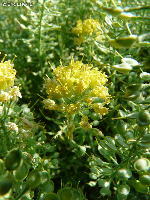 - Alyssum montanum - 