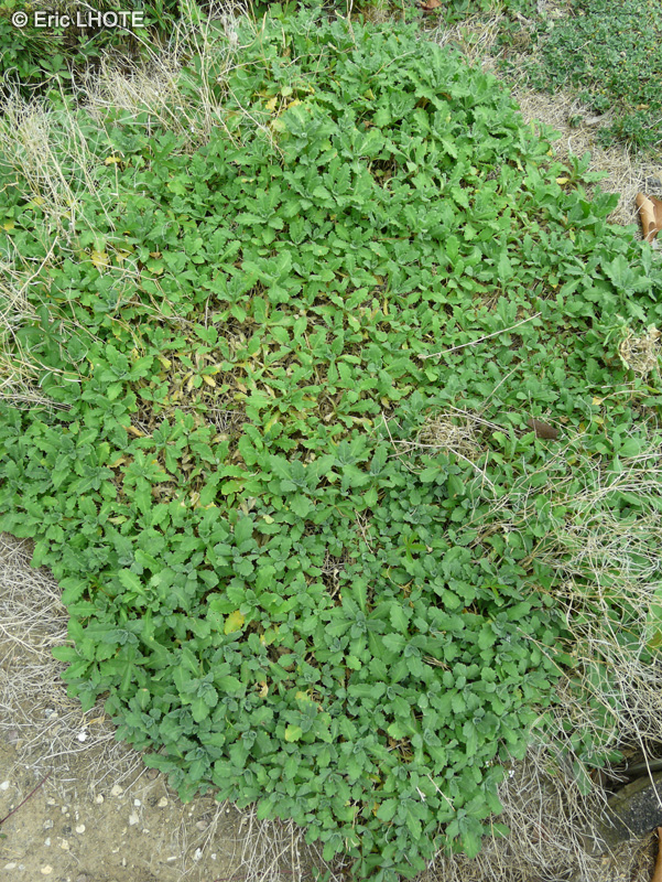 Brassicaceae - Arabis alpina - Arabette des Alpes, Corbeille d&rsquo;argent