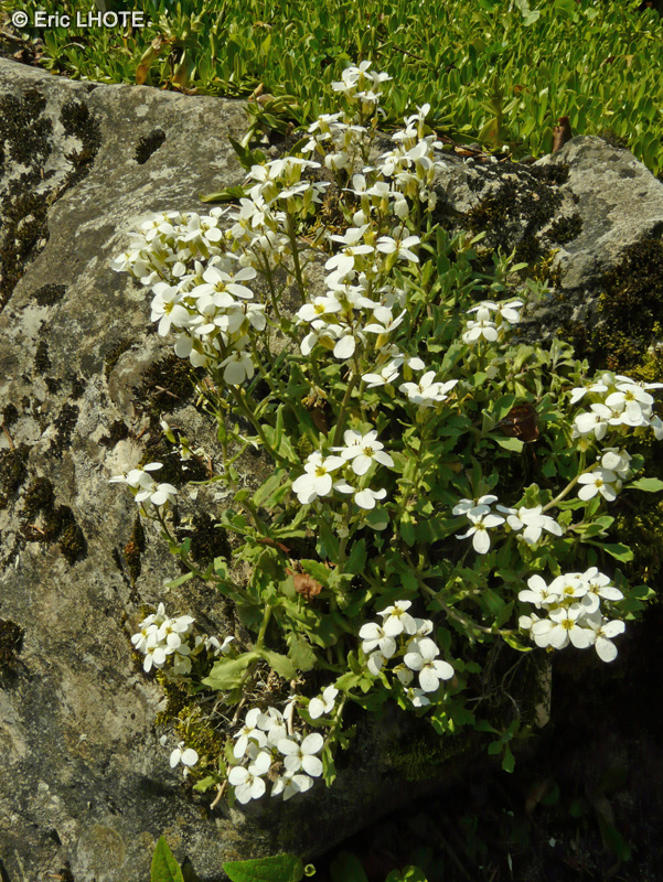  - Arabis caucasica - 
