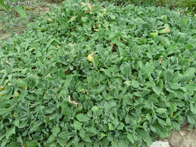  - Arabis caucasica - 
