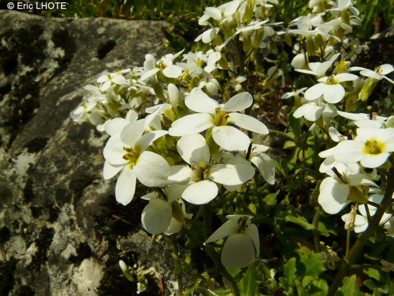 Brassicaceae - Arabis caucasica - Arabette du Caucase, Corbeille d’argent