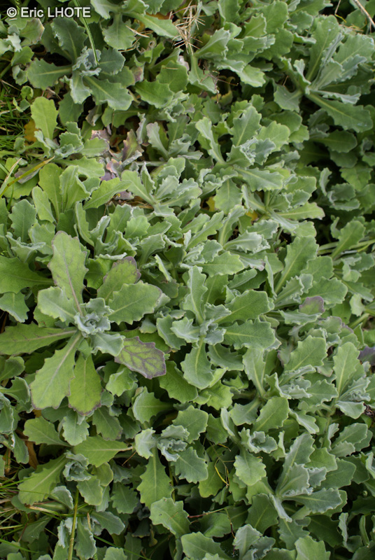  - Arabis caucasica Rosea - 