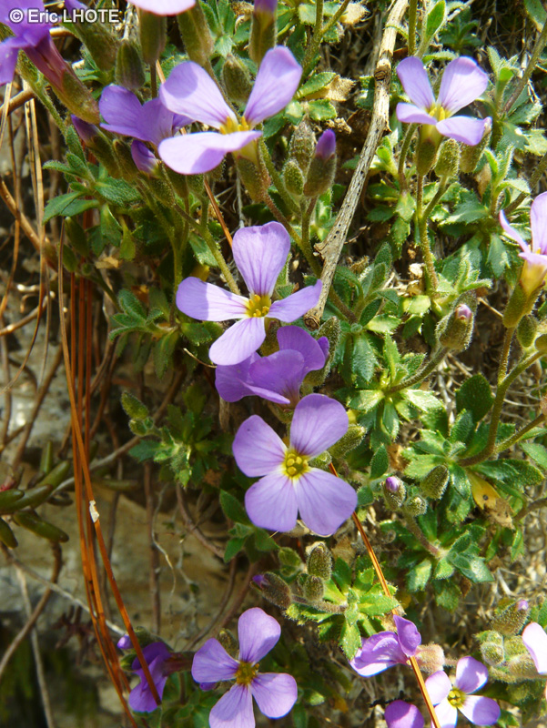  - Aubrieta cilicica - 