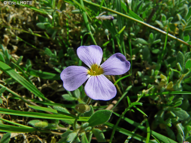  - Aubrieta columnae - 