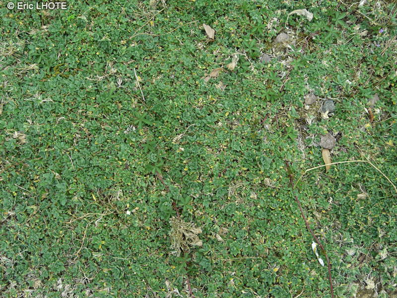  - Aubrieta columnae - 