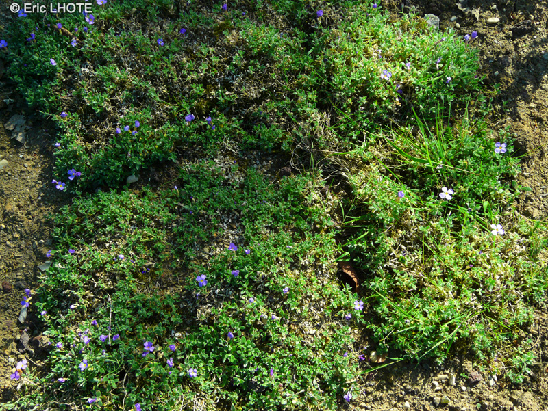 Brassicaceae - Aubrieta columnae - Aubri&egrave;te