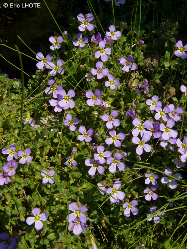  - Aubrieta deltoidea - 
