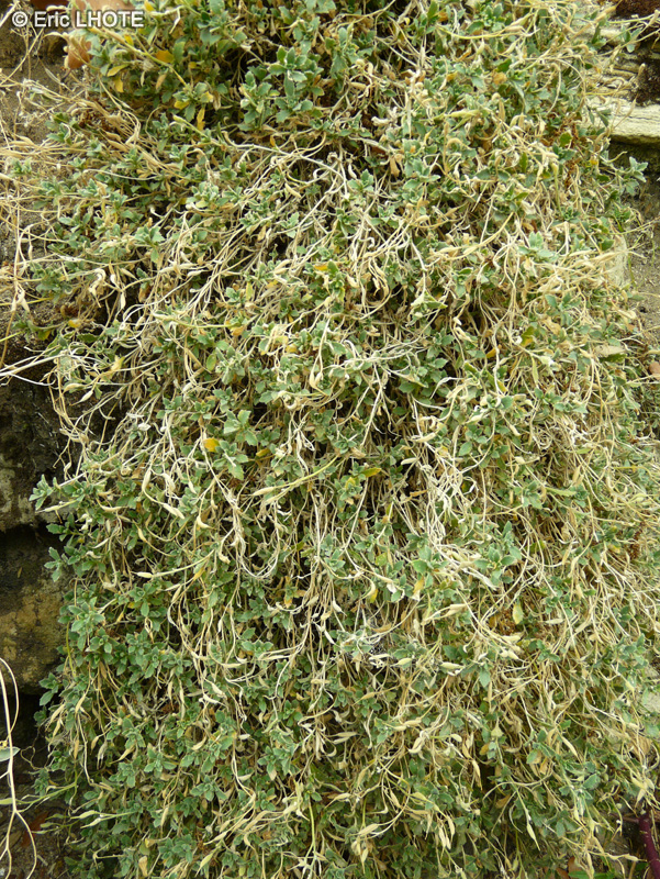 Brassicaceae - Aubrieta macrostyla - Aubriète