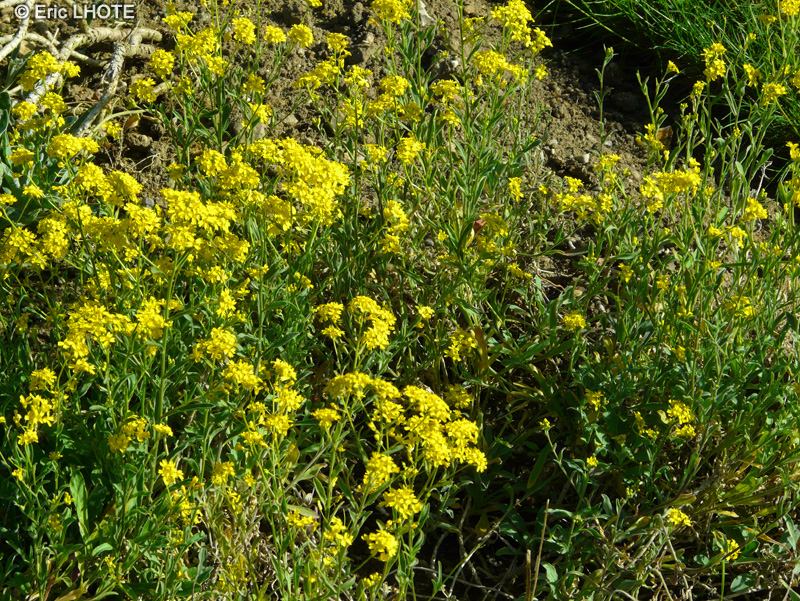 Brassicaceae - Aurinia petraea - Alysson des pierres