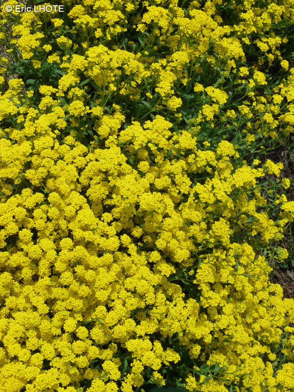  - Aurinia saxatilis, Alyssum saxatile - 
