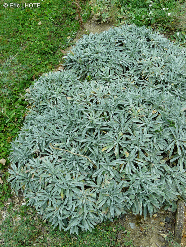  - Aurinia saxatilis, Alyssum saxatile - 