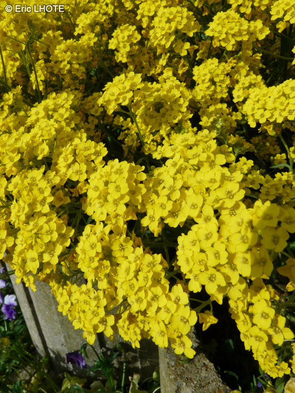  - Aurinia saxatilis, Alyssum saxatile - 