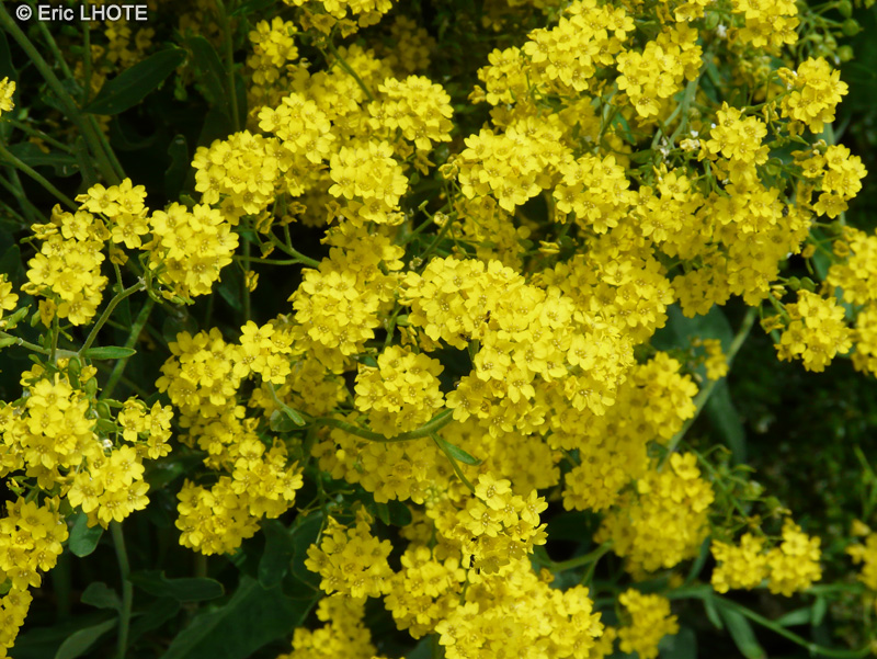  - Aurinia saxatilis, Alyssum saxatile - 