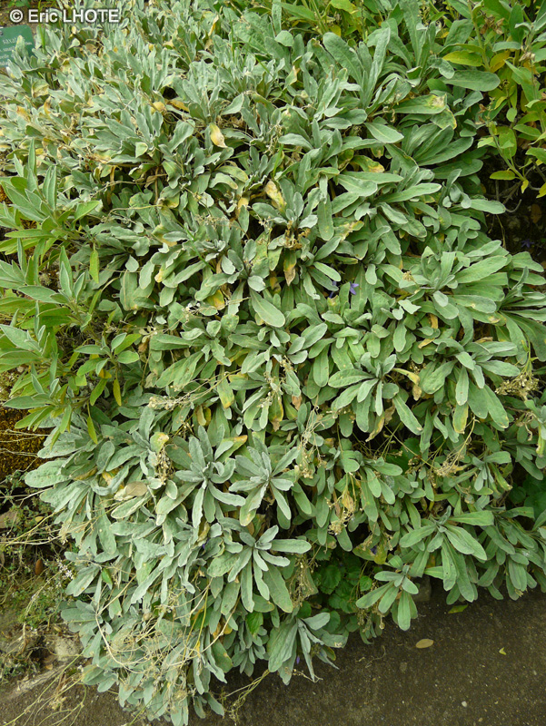  - Aurinia saxatilis, Alyssum saxatile - 
