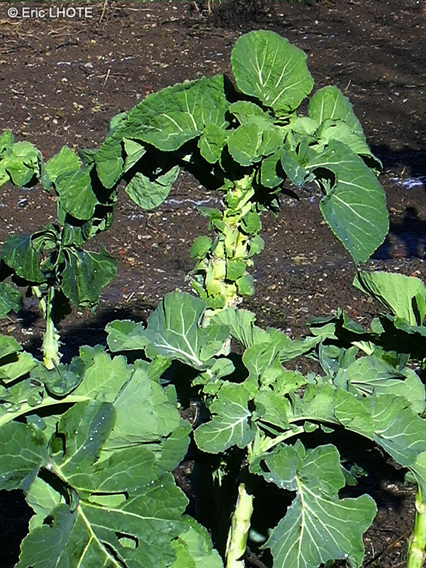 Brassicaceae - Brassica gemmifera - Choux de Bruxelles