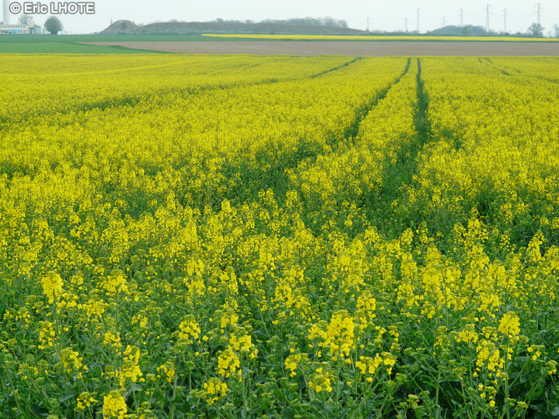  - Brassica napus - 