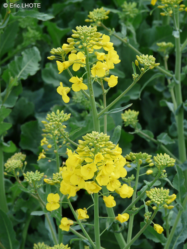 Brassicaceae - Brassica napus - Colza