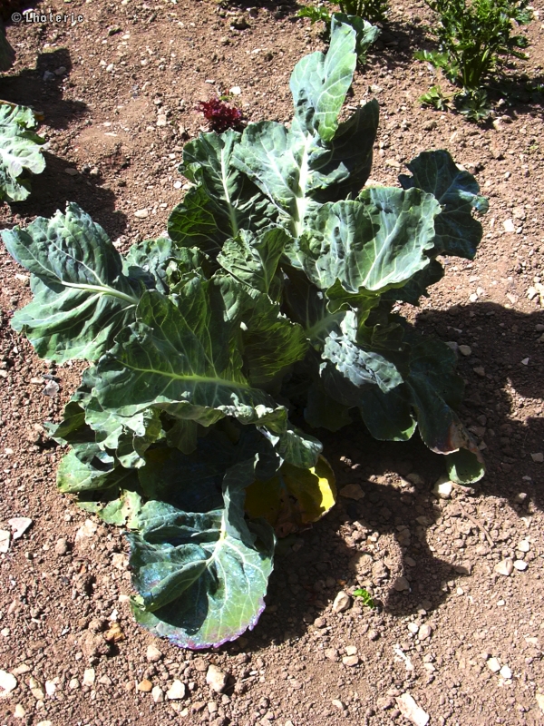  - Brassica oleracea - 