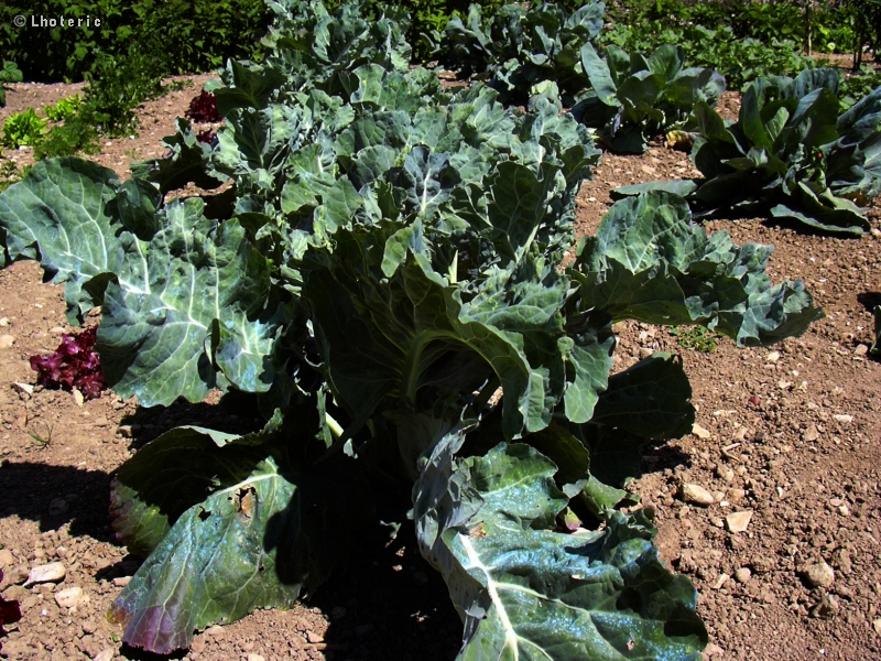  - Brassica oleracea - 