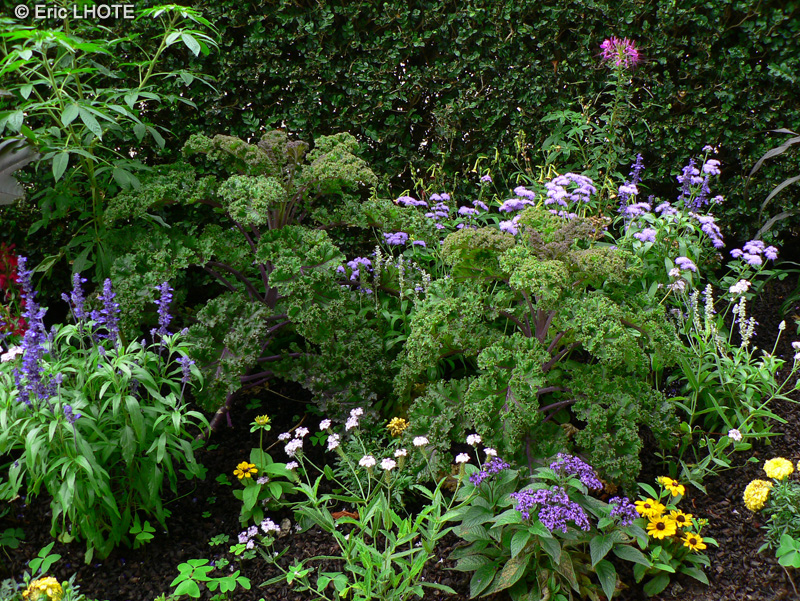  - Brassica oleracea Redbor - 