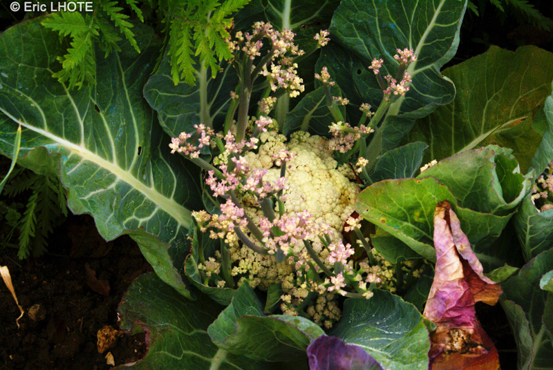 Brassicaceae - Brassica oleracea var. botrytis - Choux fleur