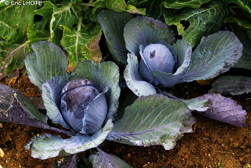 Brassicaceae - Brassica oleracea var. capitata f. rubra - Choux rouge