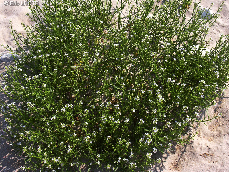 Brassicaceae - Cakile maritima - Roquette de mer, Cakilier maritime, T&eacute;tine de souris, Coquillier maritime