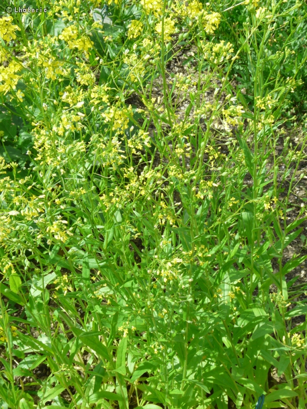  - Camelina sativa - 