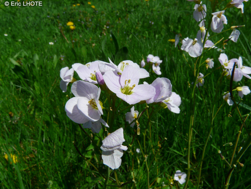  - Cardamine pratensis - 