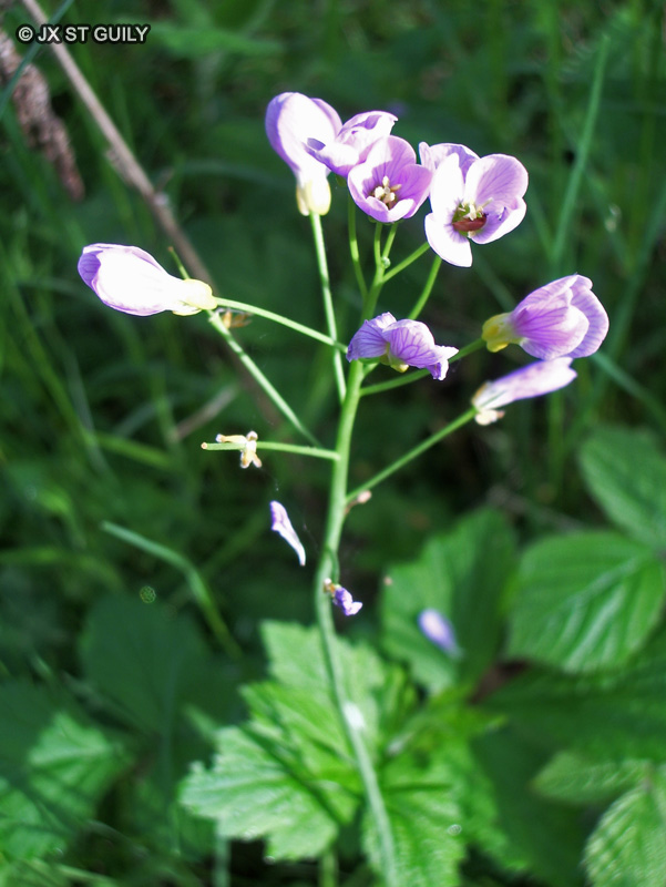  - Cardamine pratensis - 