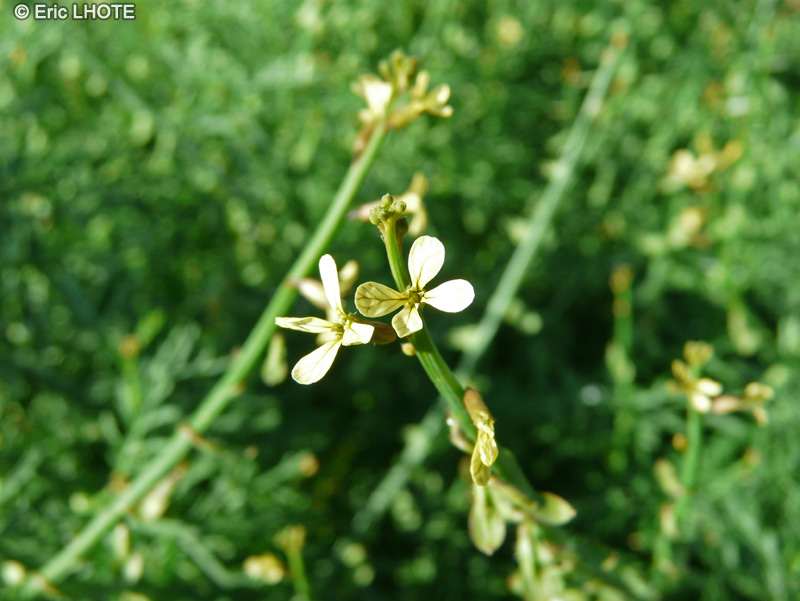  - Carrichtera annua - 