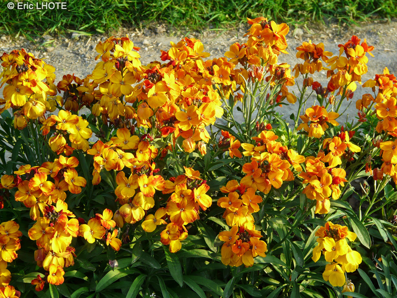 Brassicaceae - Cheiranthus cheiri - Girofl&eacute;e jaune, Ravenelle, Caraf&eacute;e Ramoneur, Violier
