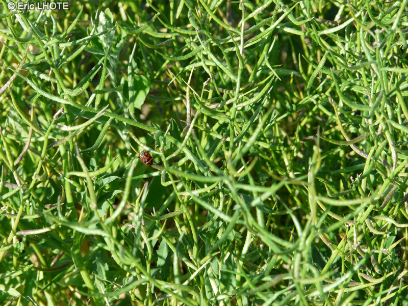 Brassicaceae - Chorispora tenella - Moutarde pourpre