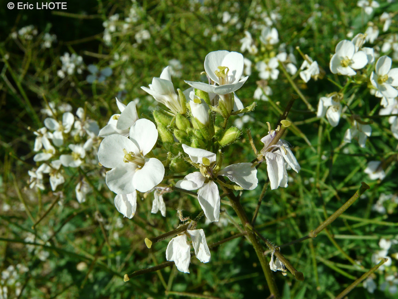  - Diplotaxis erucoides - 