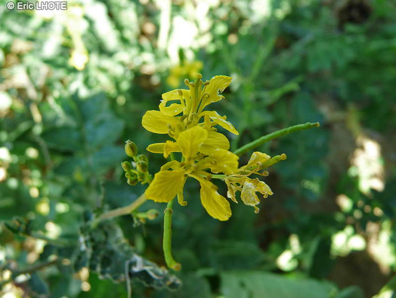  - Erucastrum nasturtiifolium - 