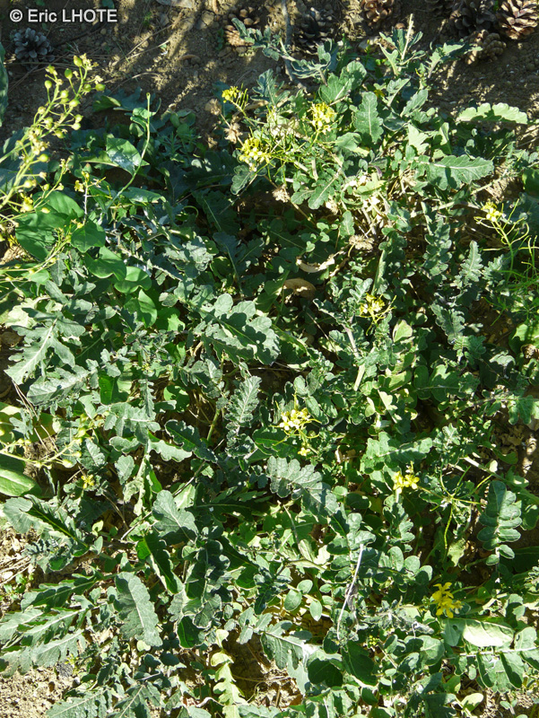 Brassicaceae - Erucastrum nasturtiifolium - Fausse Roquette &agrave; feuilles de Cresson