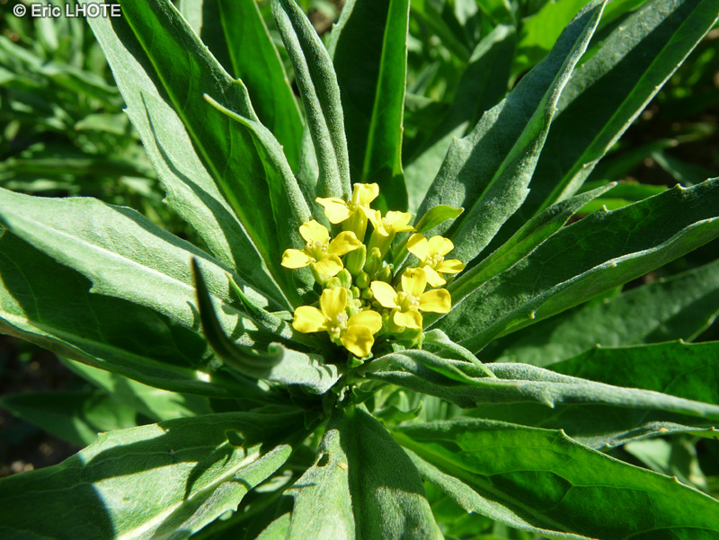  - Erysimum cheiranthoides - 