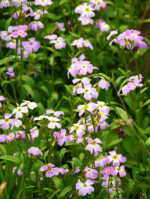 Brassicaceae - Hesperis maritima - Julienne maritime